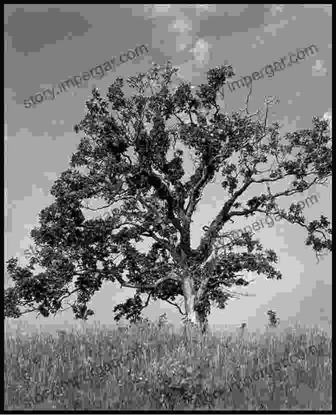 A Black And White Photograph Of A Sprawling Forest, With Towering Trees Casting Long Shadows Alabama Photo Book: Black White Edition