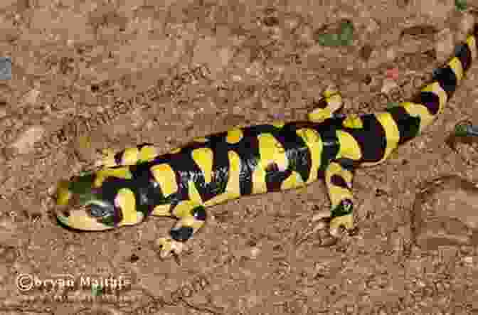 A Brightly Colored Tiger Salamander Resting On A Rock Mammal Tracks Sign: A Guide To North American Species