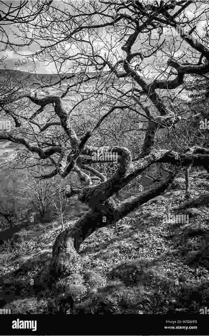 A Gnarled And Twisted Tree Stands Alone On A Desolate Hillside, Casting A Sinister Shadow. Freaky Florida: The Wonderhouse The Devil S Tree The Shaman Of Philippe Park And More (American Legends)