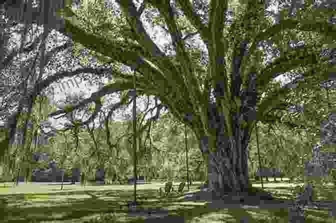 A Grand Oak Tree Towering Over A Serene Forest Landscape Tree Cultures: The Place Of Trees And Trees In Their Place