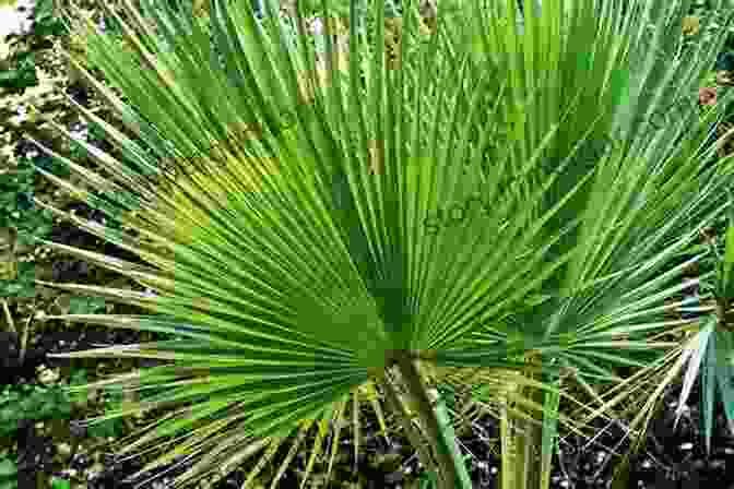 A Group Of Stately California Fan Palms With Their Distinctive Fan Shaped Leaves A Californian S Guide To The Trees Among Us: Expanded And Updated