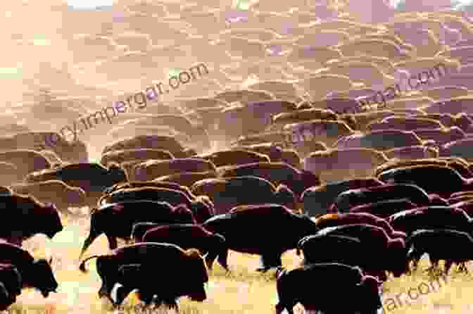 A Herd Of Buffalo Roaming The Vast Expanse Of The Great Plains Where The Buffalo Roam Roy Durham