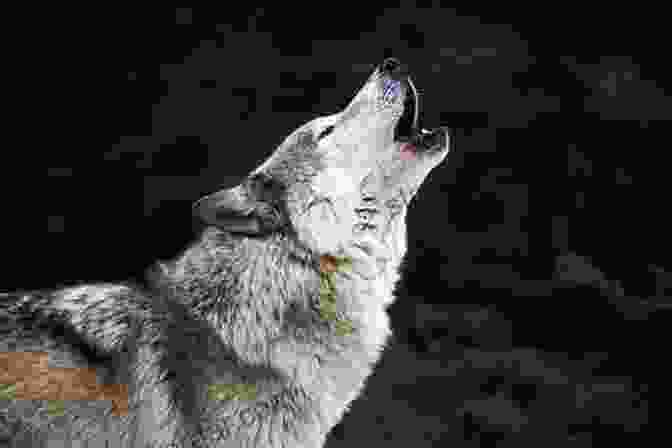 A Lone Gray Wolf Howling In The Wilderness Mammal Tracks Sign: A Guide To North American Species