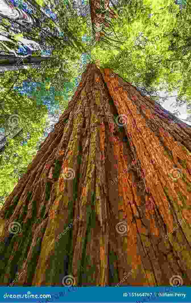 A Majestic Stand Of Towering Redwood Trees Mammal Tracks Sign: A Guide To North American Species