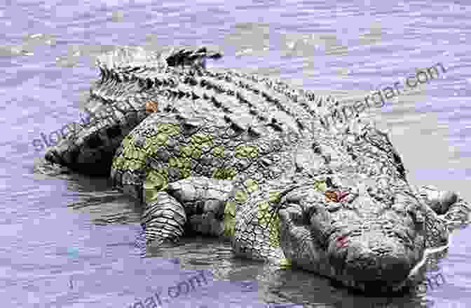 A Nile Crocodile (Crocodylus Niloticus) Emerging From The Water With An Egg In Its Mouth. Reproductive Biology Of The Crocodylia