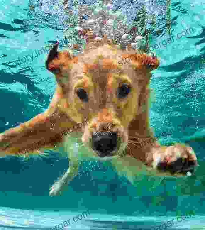 A Playful Underwater Photo Of A Golden Retriever Swimming With Its Tongue Out Underwater Dogs Seth Casteel