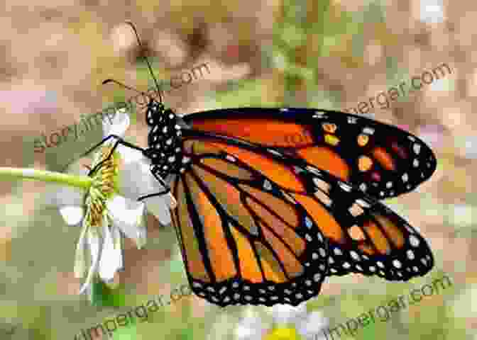 A Vibrant Monarch Butterfly Perched On A Flower Mammal Tracks Sign: A Guide To North American Species