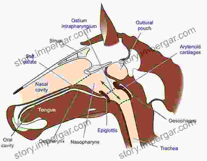 Anatomy Of The Equine Oral Cavity Equine Dentistry Elsevieron VitalSource