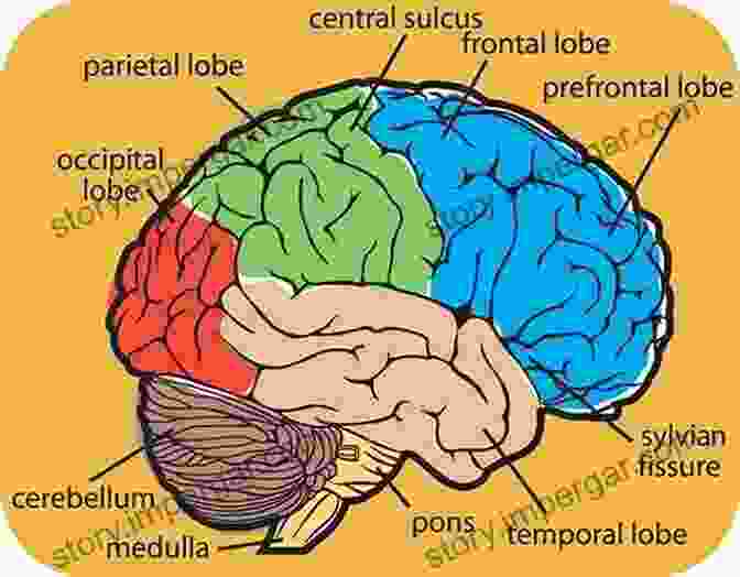 Diagram Of The Human Brain Anatomy, Highlighting Major Brain Regions And Their Functions. Your Conscious Mind: Unravelling The Greatest Mystery Of The Human Brain (Instant Expert)