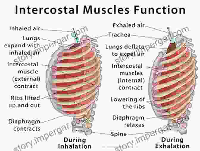 Diagram Of The Respiratory System Highlighting The Role Of Intercostal Muscles In Breathing Breathing Techniques: Pain Management The Law Store