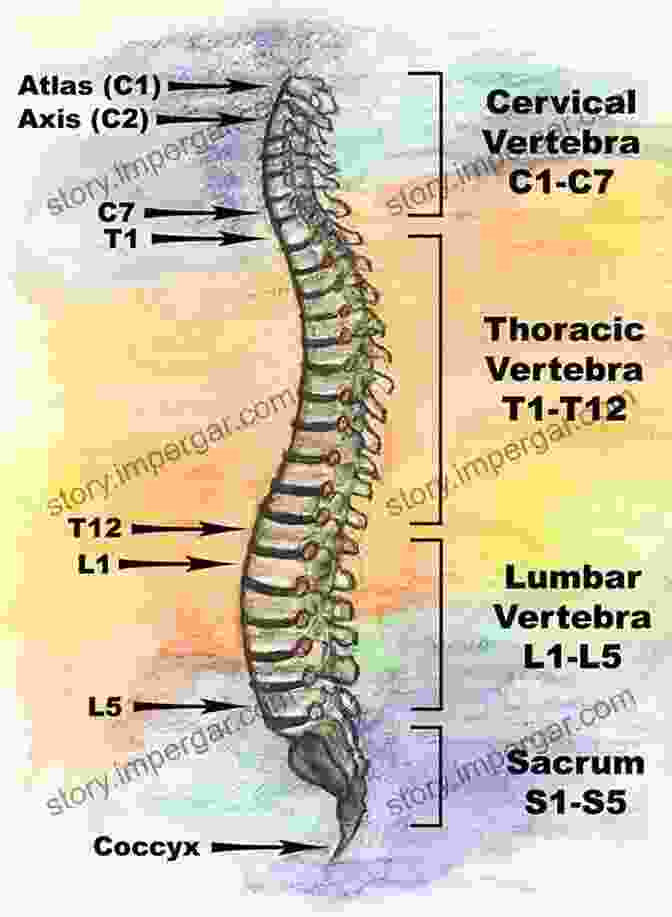 Diagram Of The Spine CONQUER BACK And NECK PAIN