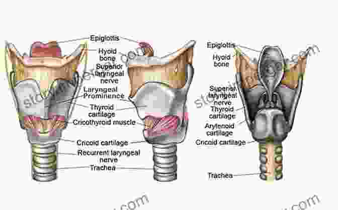 Diagram Of The Vocal Cords And Surrounding Structures Vocal Warm Ups And Technical Exercises For Kids