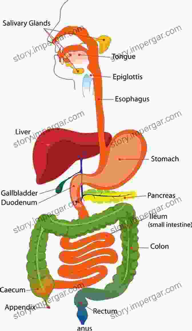 Diagram Showing The Digestive System And The Production Of Gas The Science Behind Farting: A About Farts Science Nature How Things Work (Funny STEAM 1)