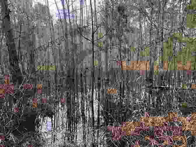 Diverse Wildlife Thriving In Carolina Bay Ecosystem Carolina Bays: Wild Mysterious And Majestic Landforms