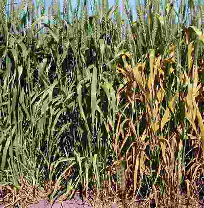 Field Of Disease Resistant Crops Growing Grain Crops In Dry Areas With Information On Varieties Of Grain Crop Suitable For Dry Land Farming