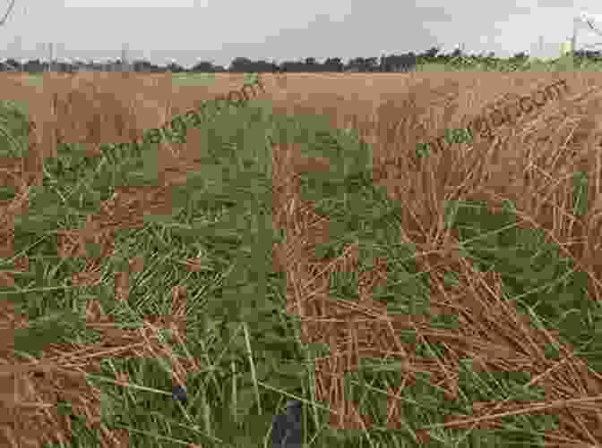 Field Of Green Cover Crops Growing Grain Crops In Dry Areas With Information On Varieties Of Grain Crop Suitable For Dry Land Farming