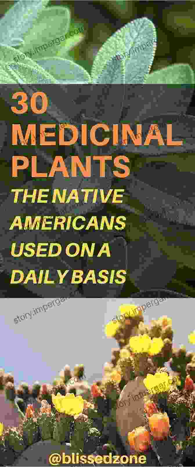 Healing With Plants In The American And Mexican West By Enrique Salvo And Catherine Anderson Healing With Plants In The American And Mexican West