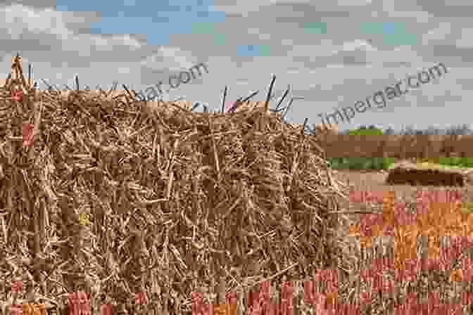 Image Of Lush, High Yielding Forage Field Molecular Breeding Of Forage Crops: Proceedings Of The 2nd International Symposium Molecular Breeding Of Forage Crops Lorne And Hamilton Victoria Australia (Developments In Plant Breeding 10)