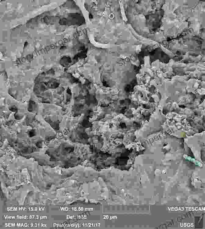 Image Of Soil Under A Microscope, Revealing The Intricate Network Of Organisms And Particles That Make Up This Vital Material. Encyclopedia Of Soil Science New Scientist