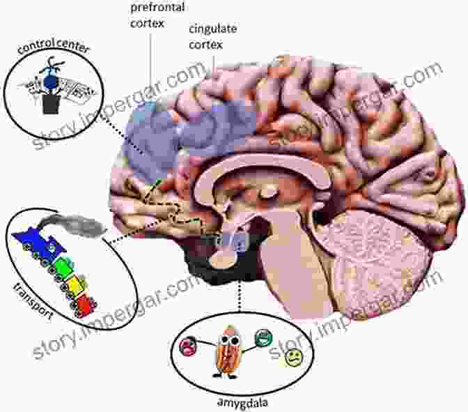 Intricate Connections Within The Brain's Emotional Network The Feeling Brain: Selected Papers On Neuropsychoanalysis