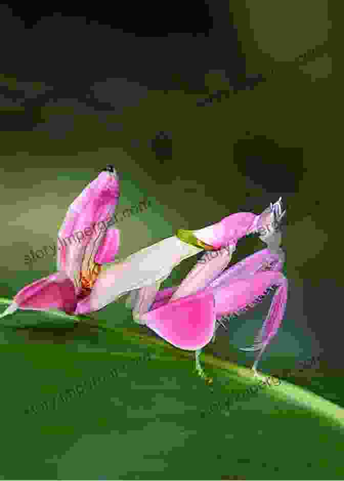 Orchid Mantis Mimicking Orchid Flower Cheats And Deceits: How Animals And Plants Exploit And Mislead