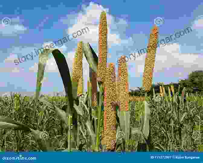 Pearl Millet Field With Mature Heads Growing Grain Crops In Dry Areas With Information On Varieties Of Grain Crop Suitable For Dry Land Farming