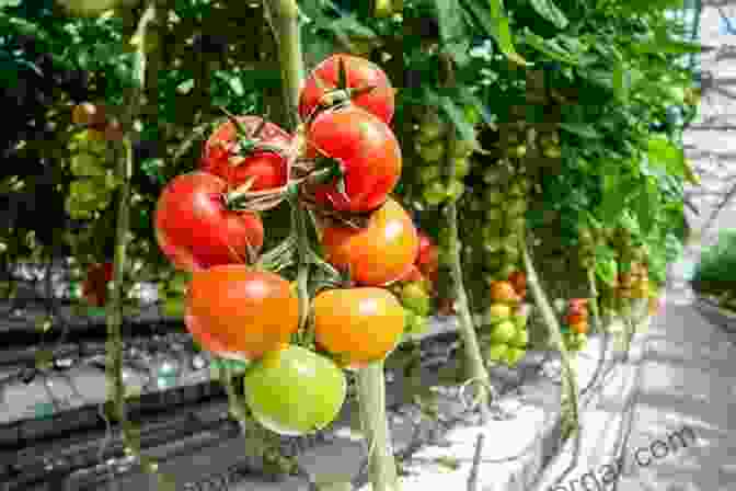 Pre Columbian Depiction Of Tomato Cultivation A Short History Of Spaghetti With Tomato Sauce