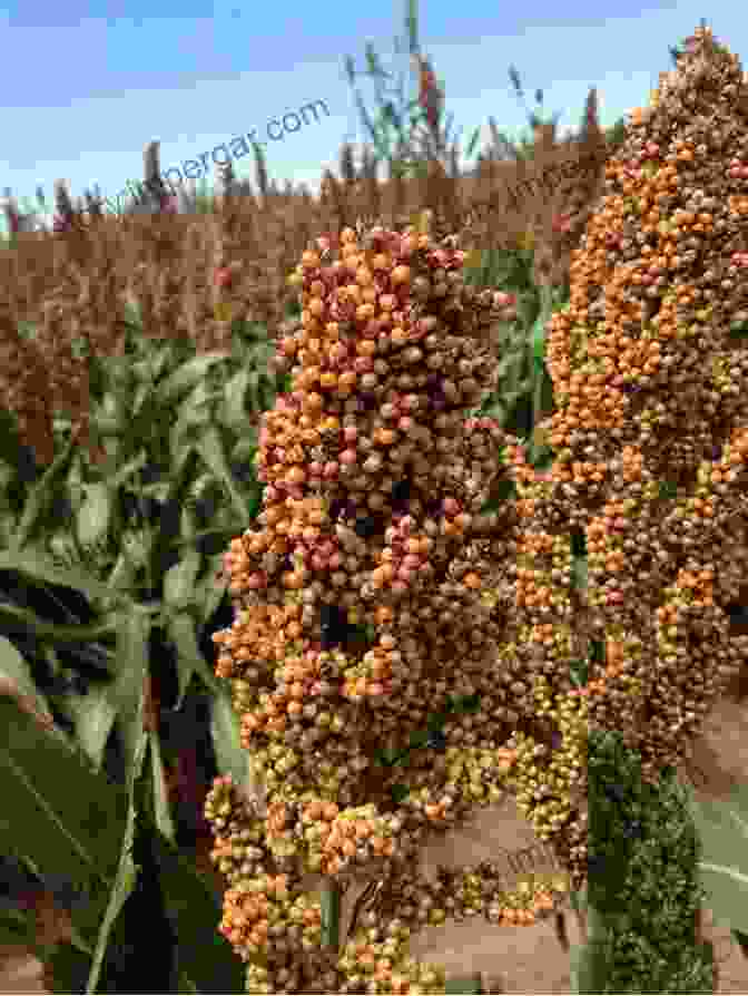 Sorghum Field With Mature Grain Heads Growing Grain Crops In Dry Areas With Information On Varieties Of Grain Crop Suitable For Dry Land Farming