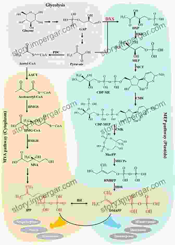 Terpene Biosynthesis Pathway Illustrating The Cyclization And Rearrangement Reactions That Lead To The Formation Of Diverse Terpenes Medicinal Natural Products: A Biosynthetic Approach