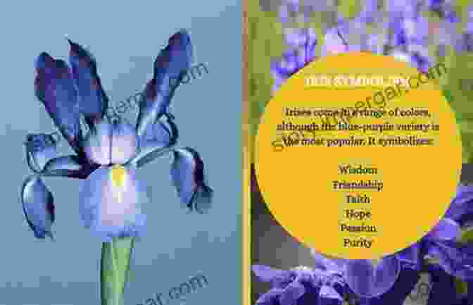 The Medici Iris As A Symbol Of Hope The Medici Iris Max Medford