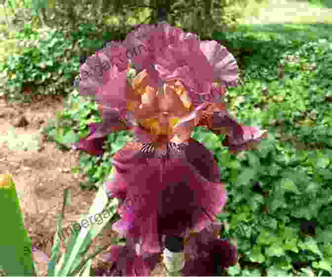 The Medici Iris In A Garden The Medici Iris Max Medford