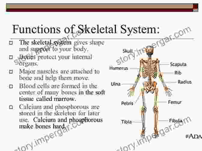 The Skeleton System By Marvin French The Skeleton System Marvin L French