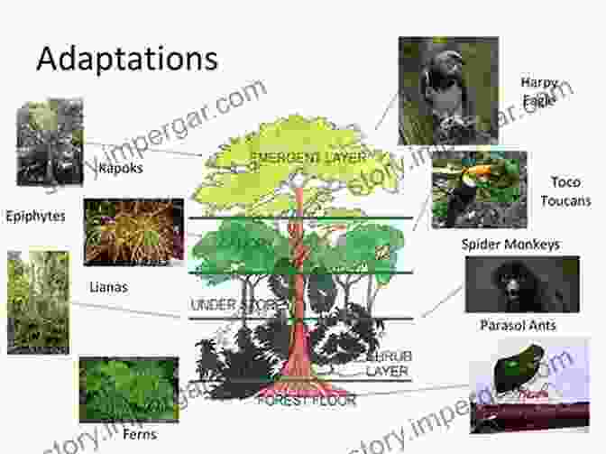 Tropical Ecosystems, Ecological Concepts, Rainforest, Biodiversity, Plant Adaptations Tropical Ecosystems And Ecological Concepts