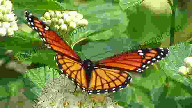 Viceroy Butterfly Mimicking Monarch Butterfly Cheats And Deceits: How Animals And Plants Exploit And Mislead