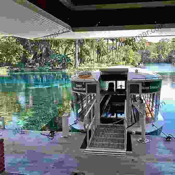 Visitors Enjoying A Glass Bottom Boat Tour Of Silver Springs, Florida, Offering Stunning Views Of The Crystal Clear Waters And Underwater Life Silver Springs: The Liquid Heart Of Florida