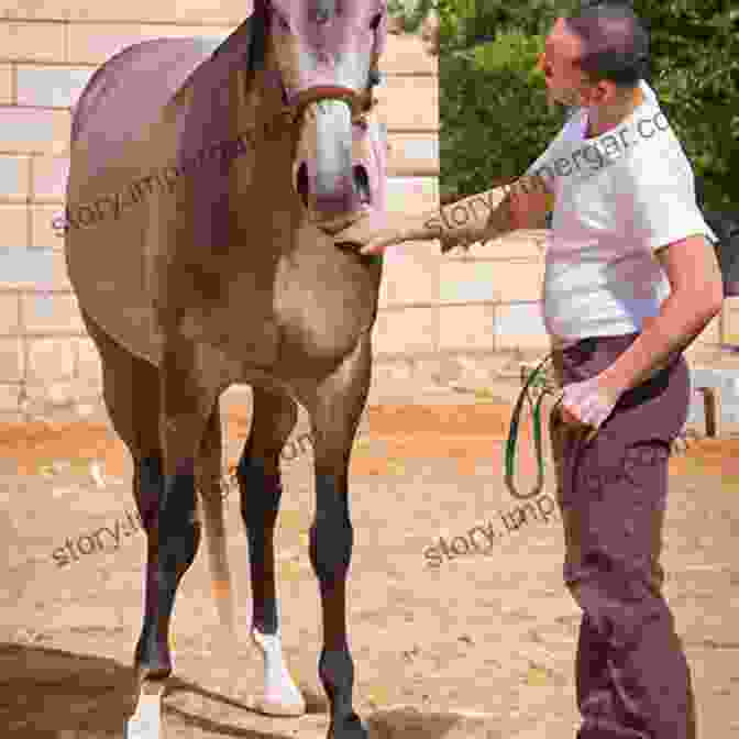 Xenophon Training A Horse On Horsemanship Xenophon